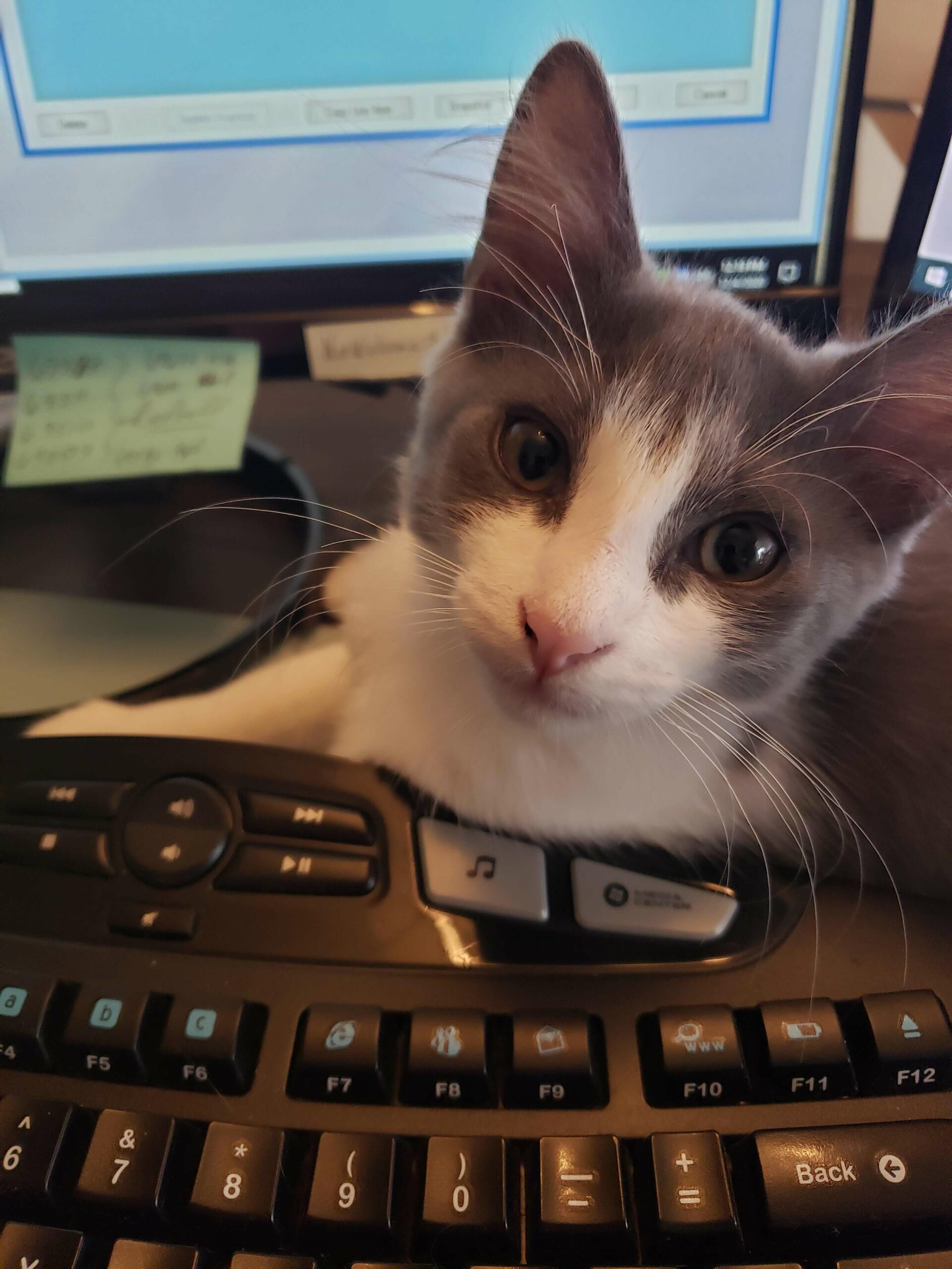 Einstein at work on the computer