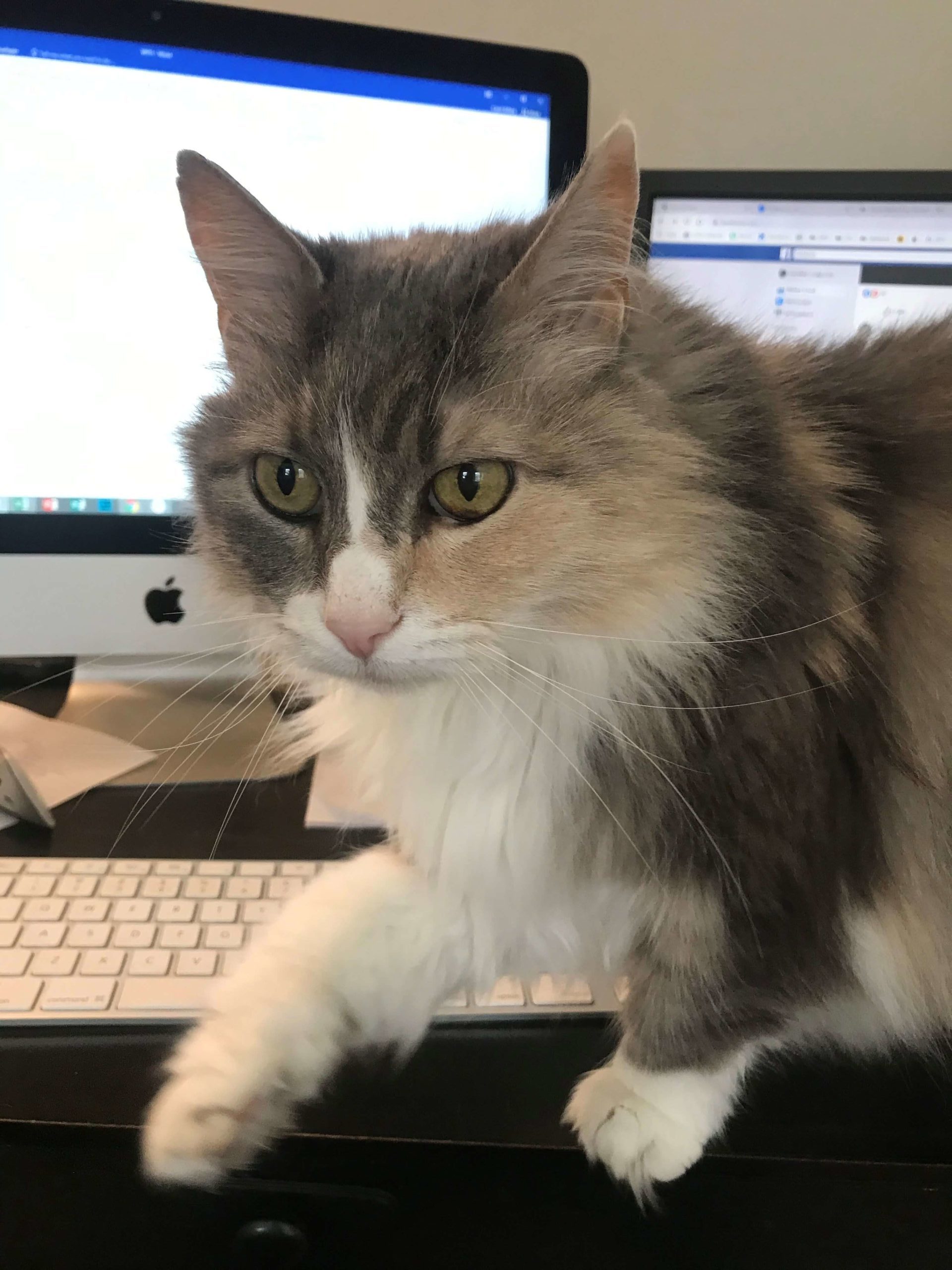 Sassy on the computer