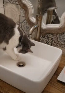 Einstein playing in the sink