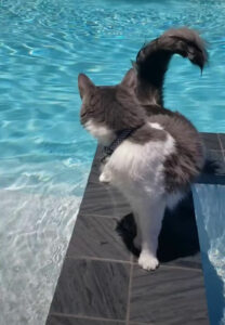 Einstein eyeing the swimming pool