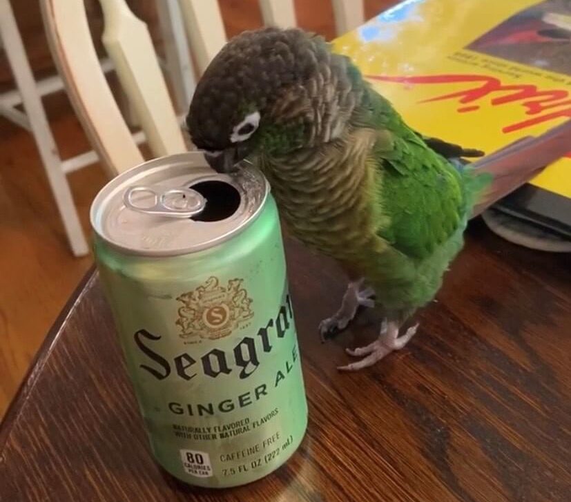 Skittles loves ginger ale